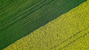 今年安徽省粮食总产4019万吨