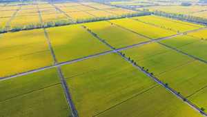 湖北：推广“粮食+”绿色高效模式 助力农业高质量发展