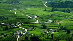 广西确定四季度农业生产重点