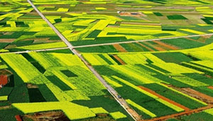 四川小春计划粮食种植1650万亩 力争实现“两增两扩三提升”