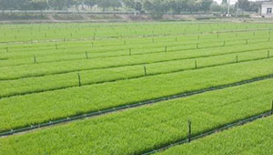 2020年河北省新建高标准农田286万亩