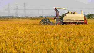 机械化降成本精细化提质量——千亩种粮大户迎来丰收季