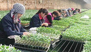 甘肃高标准高质量推进农业产业强镇建设