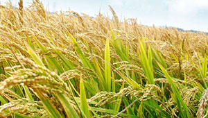 吉林多措并举 耕好节粮减损的“无形良田”