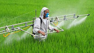 安徽农业部门紧急部署稻飞虱监测防控