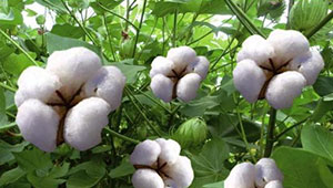 推动良好棉花生产 促进棉花绿色发展