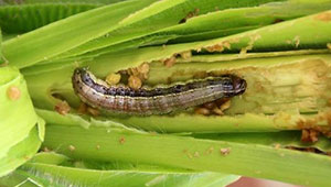 草地贪夜蛾首次入侵辽宁省