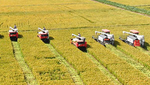 河北：全力抓好秋粮生产 夺取全年粮食丰收