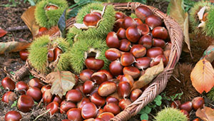 加强建设！今年河北省打造10个系列农产品“河北品牌”