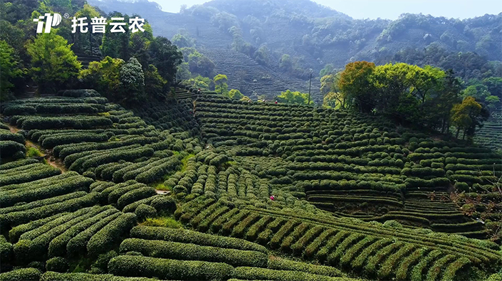 茶园病虫害防治技术方案